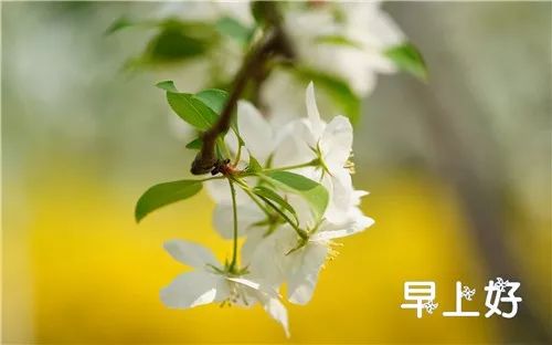 早上好的说说朋友圈 早上好问候语温馨短句
