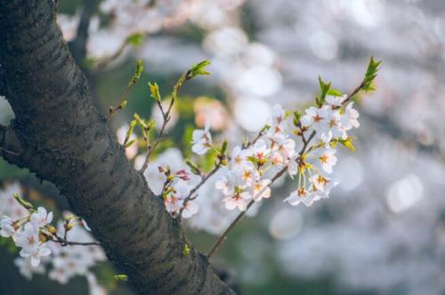 春暖花开的句子 描写春天的简短美句