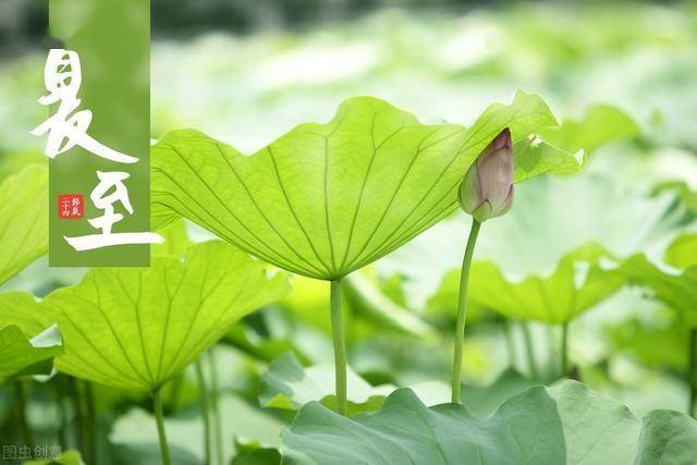 有关夏至的优美句子