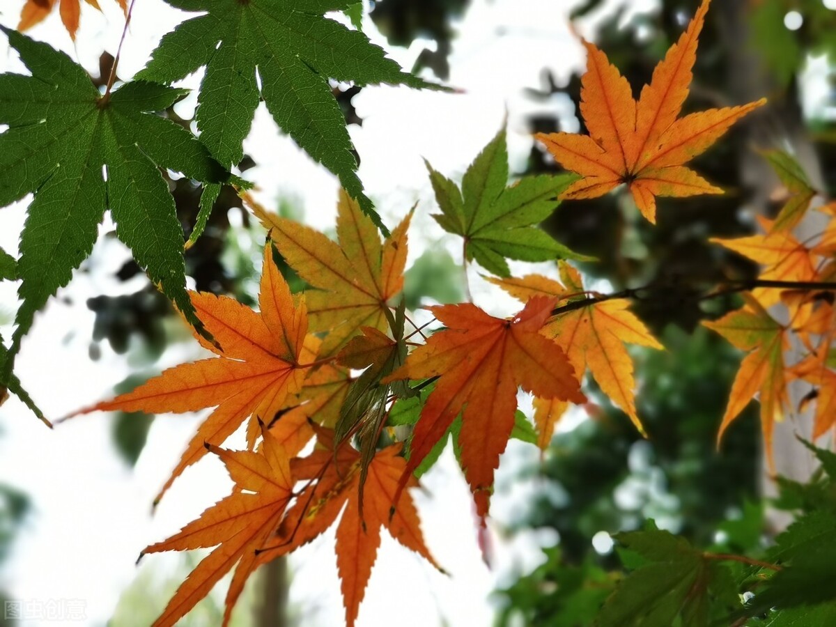 《萍聚》：虽然我们曾经相聚过，只是各自的追忆里没有彼此（四）