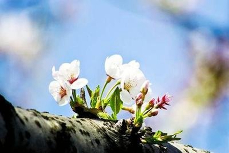 3月你好的最火祝福语，新的一月新的风貌