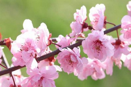三月看桃花的句子，和闺蜜赏花的唯美心情说说