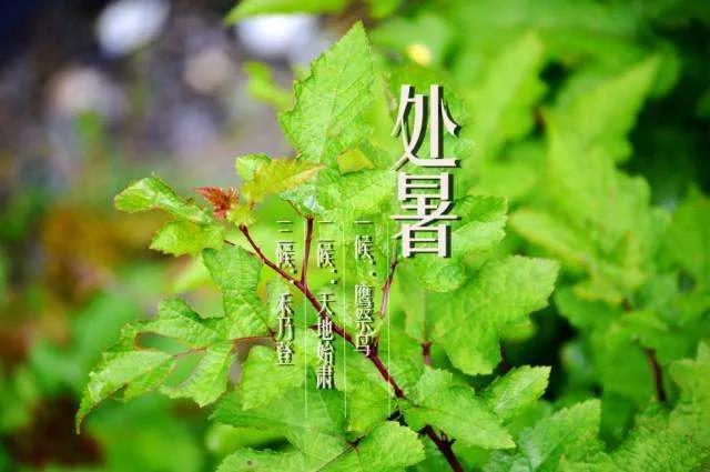 处暑祝福语大全