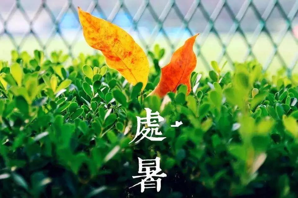 处暑祝福语大全