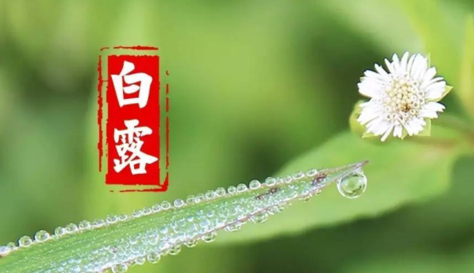 白露的祝福语句子
