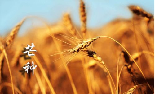 关于芒种的说说微信朋友圈 2021芒种说说经典好听摘录27句