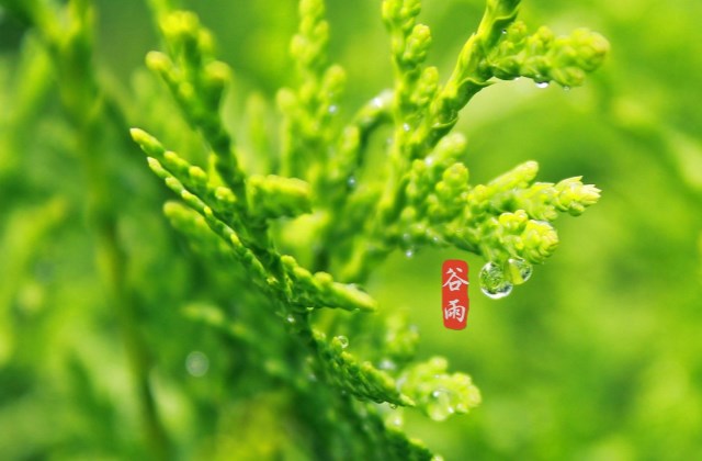 2021谷雨祝福语说说心情早安心语 适合谷雨节气发的朋友圈说说句子