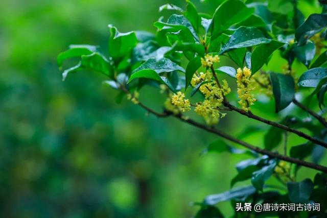 冷寂情感文案(温柔到让人心疼的文案)
