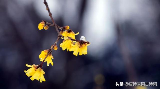 冷寂情感文案(温柔到让人心疼的文案)