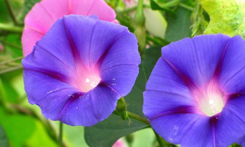 关于喇叭花牵牛花的网名大全(精选70个)