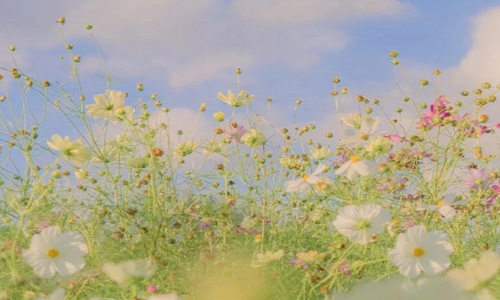 心宽看淡的句子 句句戳心的人生金句