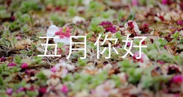 开启五月的说说