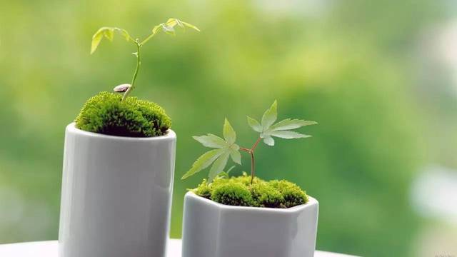 花与生活说说心情 养花闲意唯美句子