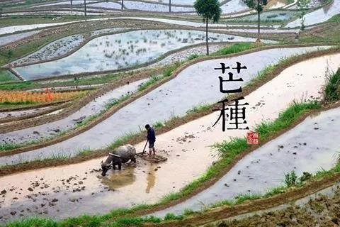 今日芒种早安图片 芒种早安说说