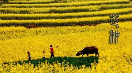 今日芒种早安图片 芒种早安说说