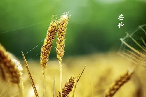 今日芒种早安图片 芒种早安说说