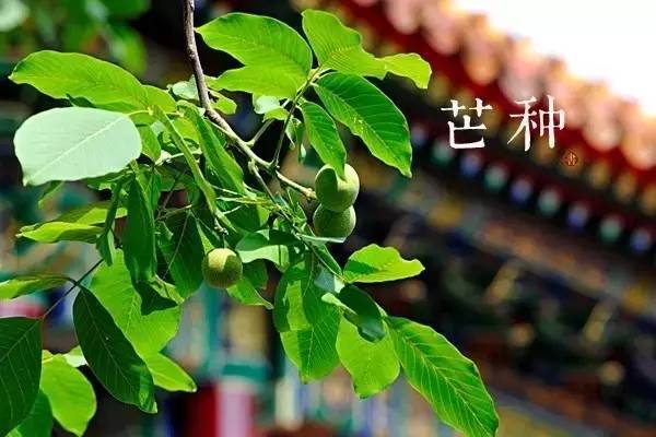 芒种节气图片高清 关于芒种的图片大全
