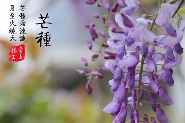 芒种祝福图片 芒种图片唯美