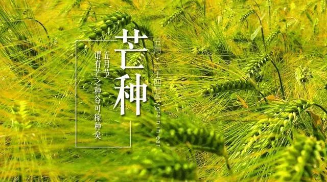 芒种祝福图片 芒种图片唯美