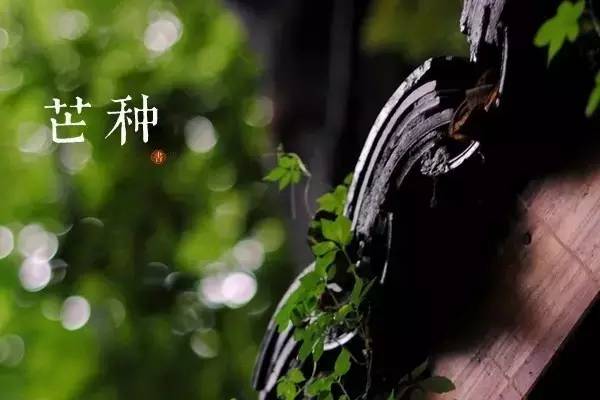 芒种祝福图片 芒种图片唯美