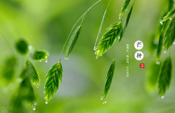 芒种说说及图片 关于芒种的心情说说