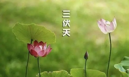 三伏天说说大全唯美好听