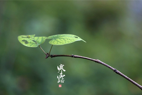 寒露节气发朋友圈说说