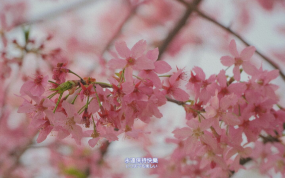 很温柔的初夏文案  超温柔的短句说说夏天
