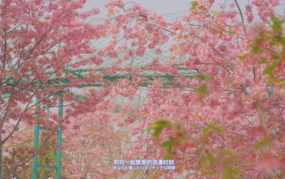 很温柔的初夏文案  超温柔的短句说说夏天