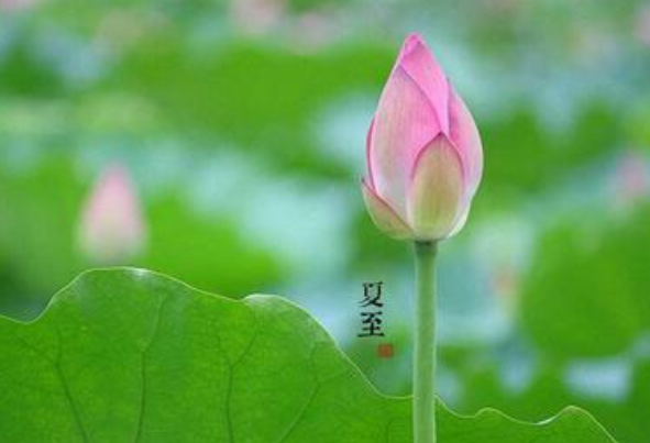 夏至的唯美句子