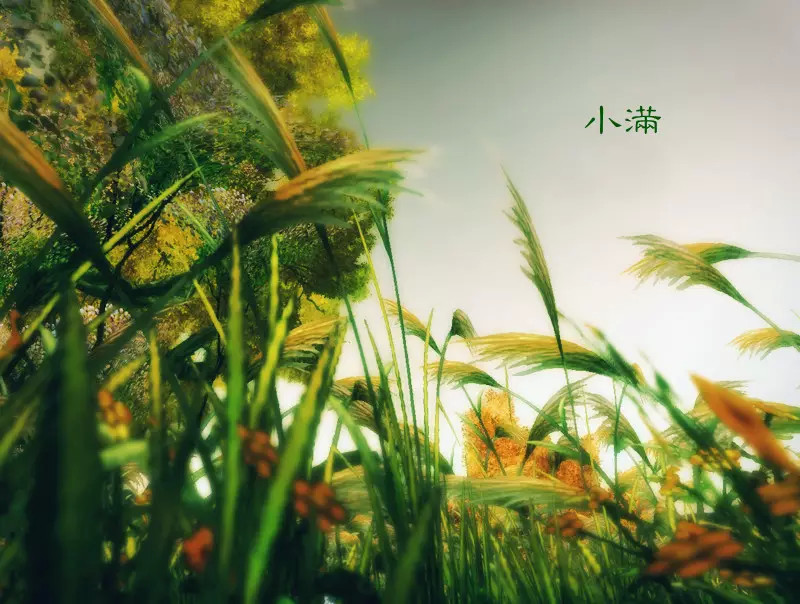 小满经典祝福语简单 小满节气祝福语大全
