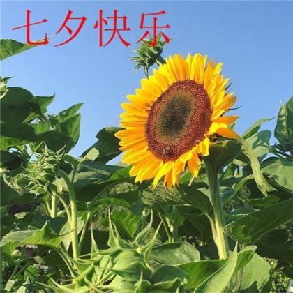 挽留说说感动的话 挽留爱情的说说