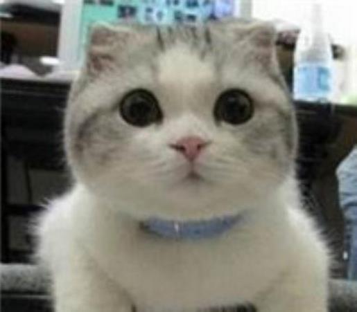 写事的优美句子摘抄