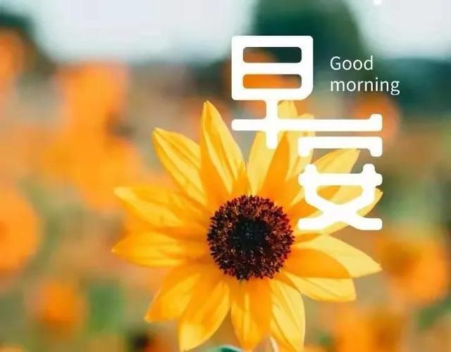 可爱又治愈的早安文案