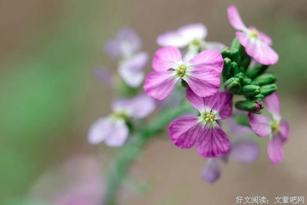红尘很美，只因有你