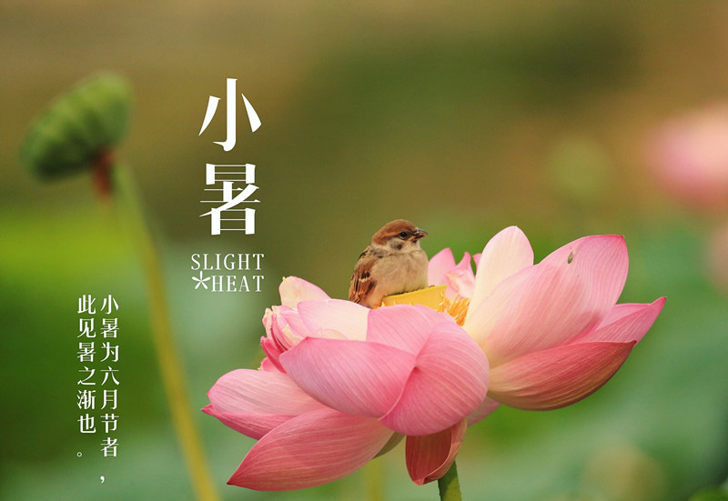 小暑节气微信说说精选 小暑节气说说怎么发