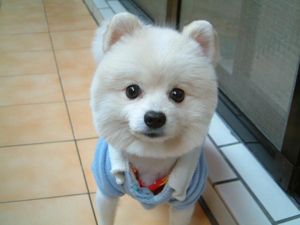 养狗发朋友圈的句子 养宠物发朋友圈说说配文