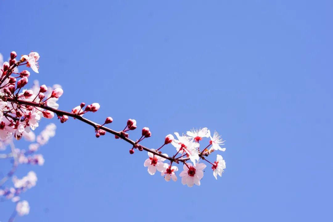 早春古诗 赞美春天的诗句