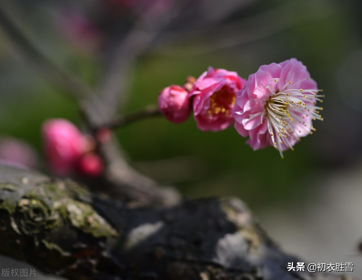 早春古诗 赞美春天的诗句
