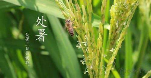 描写处暑节气的优美句子