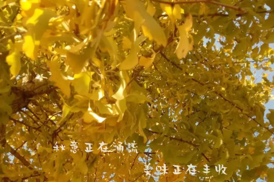 立秋的文案一句话精选