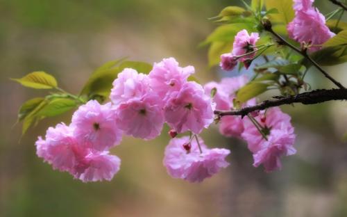 适合赏樱花时发的说说 樱花开了发朋友圈的句子集锦25句