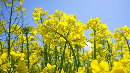 发油菜花照片的简单说说 适合看油菜花发朋友圈的句子精选32句
