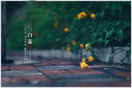 关于白露的说说 适合白露发的说说句子