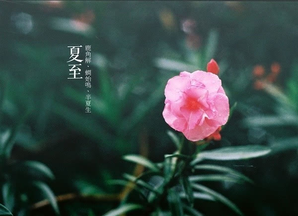 2021夏至节日祝福语大全 夏至节气的微信祝福语