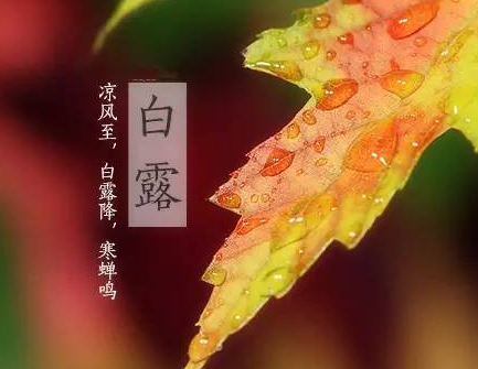 一句话描写白露的句子