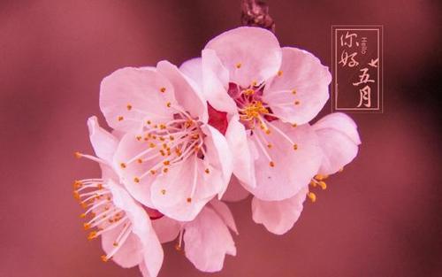形容五月的经典句子锦集20句