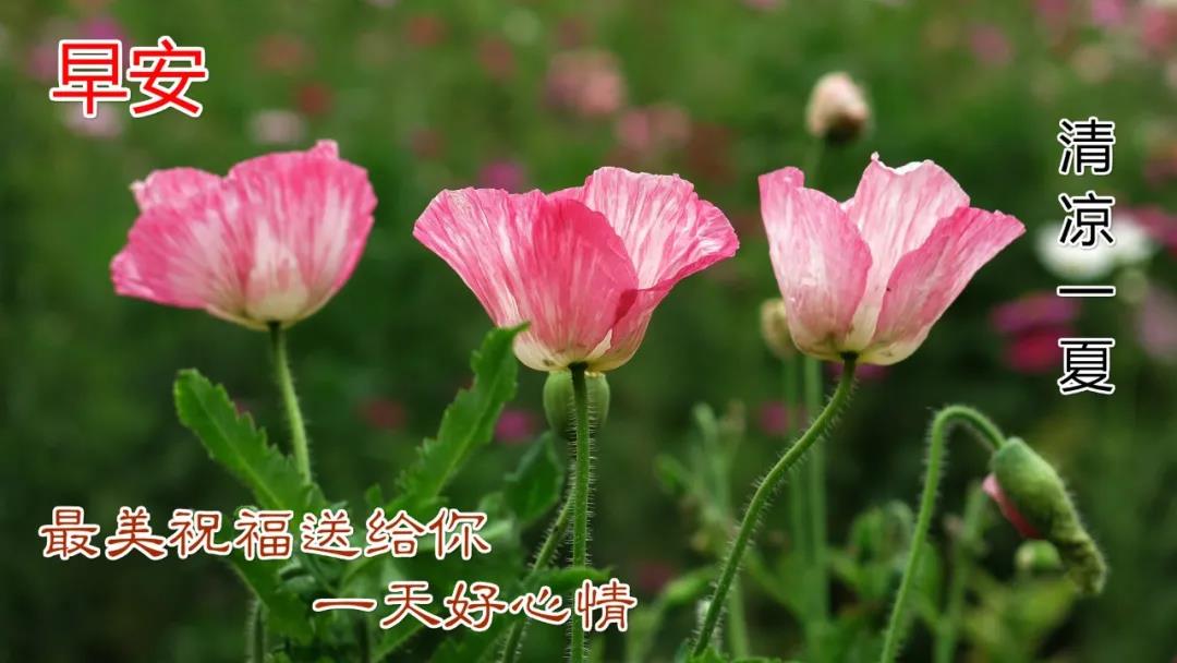 祝福语句简短精美