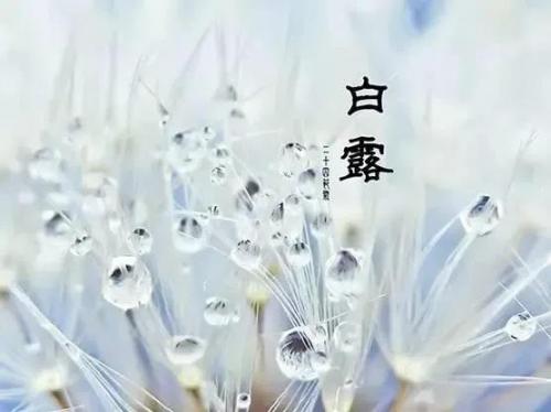 白露图片大全唯美 白露祝福语和图片摘抄22句