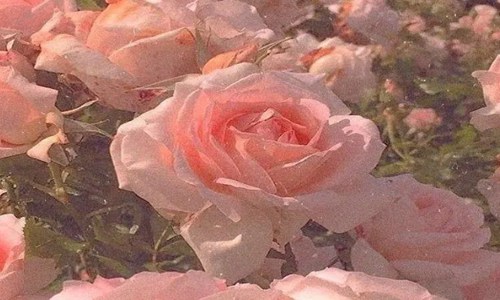 春天的文艺短句 发朋友圈清新有美感的句子